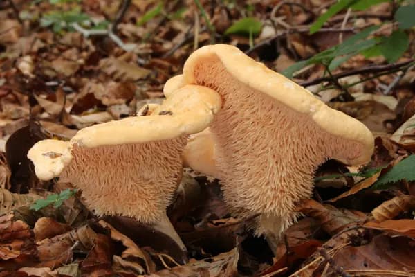 Hedgehog Mushroom (Hydnum repandum) in New Jersey habitat