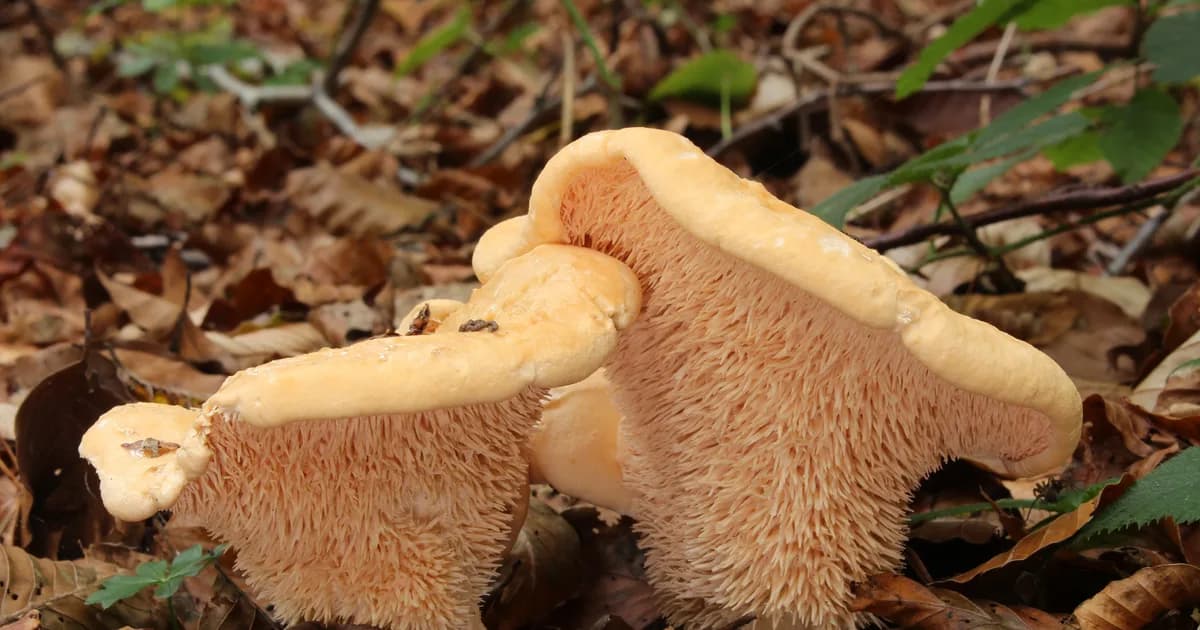 Hedgehog Mushroom (Hydnum repandum) in Pennsylvania habitat