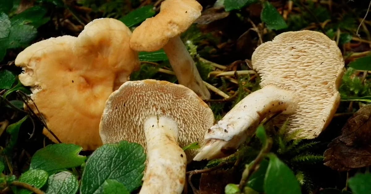 Bellybutton Hedgehog (Hydnum umbilicatum) in Pennsylvania habitat