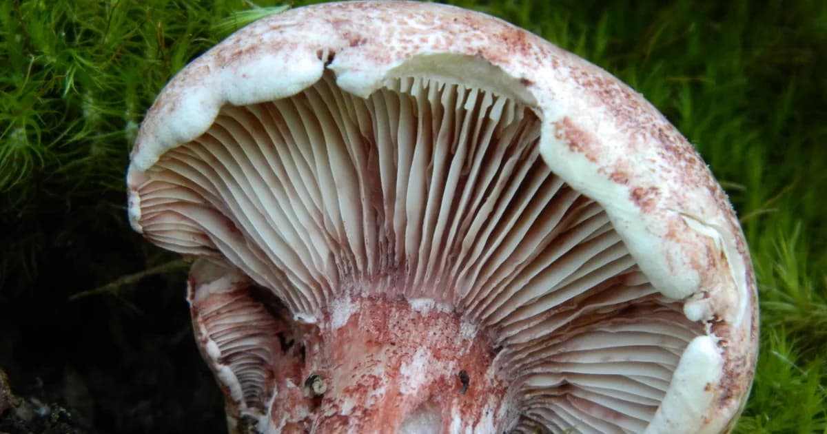 Rosy Russula (Hygrophorus russula) in Pennsylvania habitat