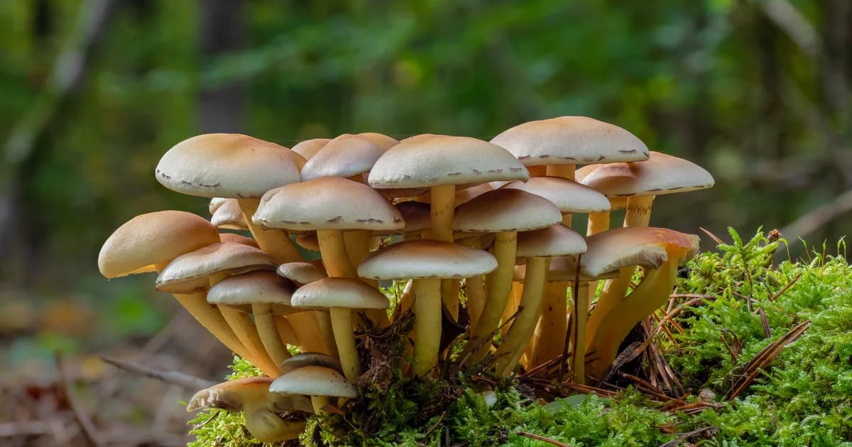 Sulphur Tuft (Hypholoma fasciculare) in Idaho habitat