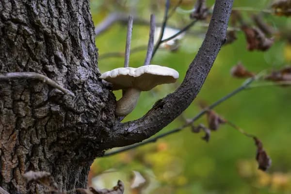 Elm Oyster (Hypsizygus ulmarius) in Pennsylvania habitat