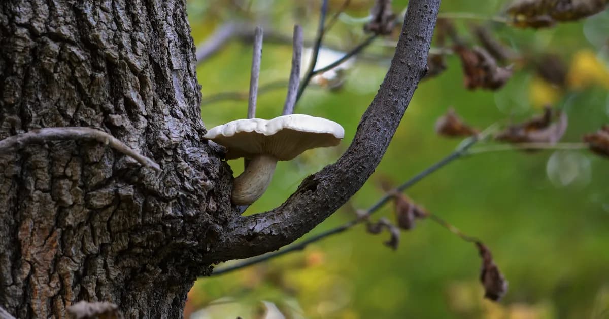 Elm Oyster (Hypsizygus ulmarius) in Pennsylvania habitat