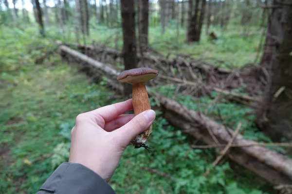 Bay Bolete (Imleria badia) in Pennsylvania habitat