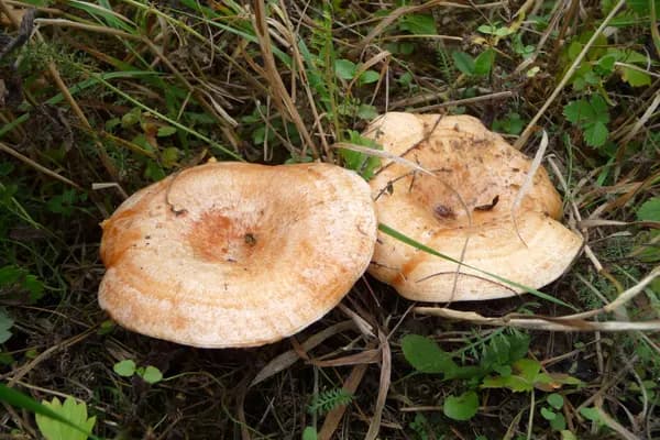 Saffron Milk Cap (Lactarius deliciosus) in Montana habitat