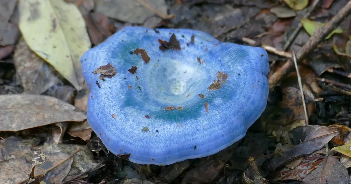 Indigo Milk Cap (Lactarius indigo) in Florida habitat