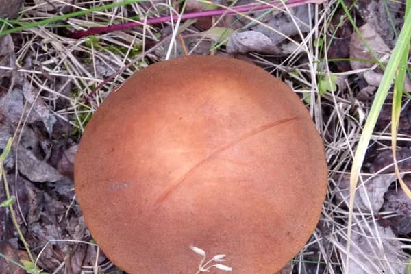 Aspen Bolete (Leccinum insigne) in Idaho habitat