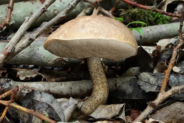 Birch Bolete (Leccinum scabrum) in Montana habitat