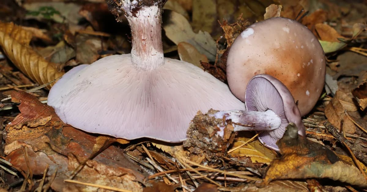 Wood Blewit (Lepista nuda) in Pennsylvania habitat