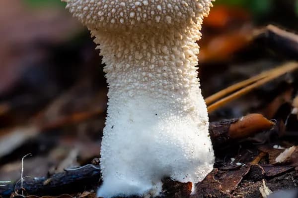 Gem-Studded Puffball (Lycoperdon perlatum) in Pennsylvania habitat
