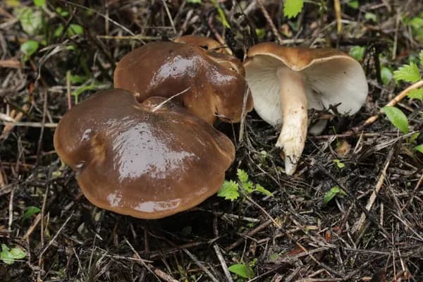 Fried Chicken Mushroom (Lyophyllum decastes) in Ohio habitat