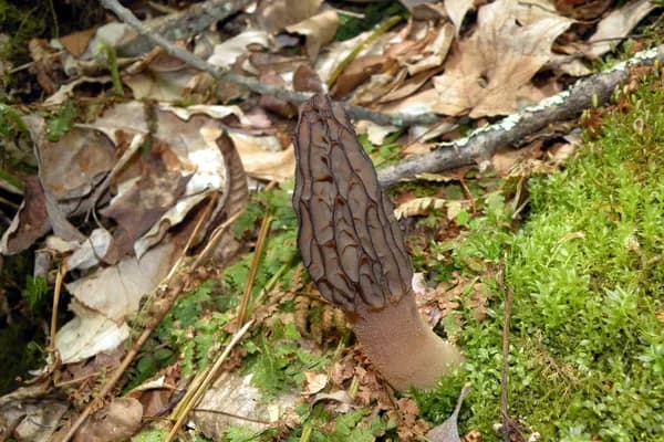 Black Morel (Morchella angusticeps) in Ohio habitat