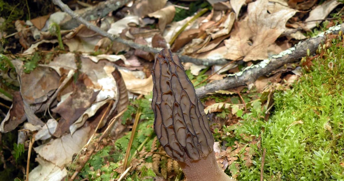Black Morel (Morchella angusticeps) in Illinois habitat