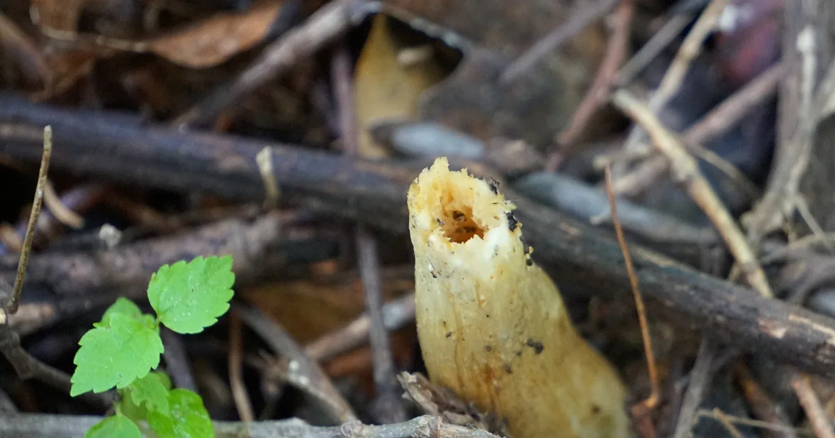 Half-Free Morel (Morchella punctipes) in North Carolina habitat