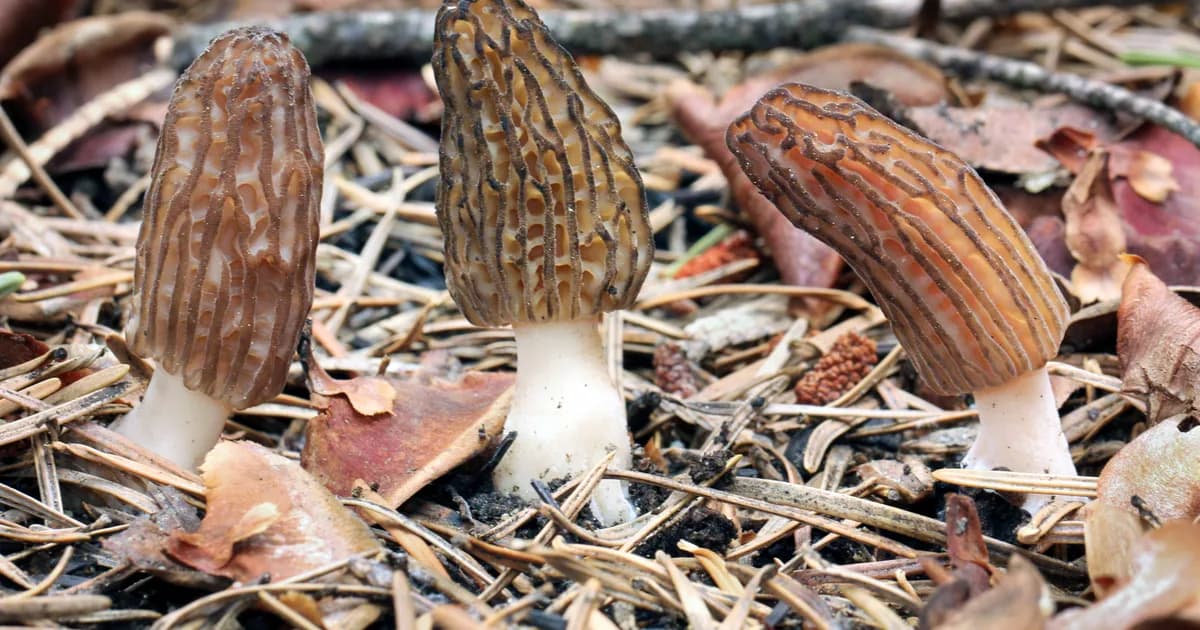 Burn Morel (Morchella sextelata) in Washington habitat
