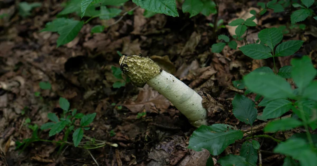 Stinkhorn (Phallus impudicus) in Pennsylvania habitat