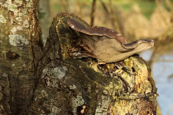 Oyster Mushroom (Pleurotus ostreatus) in Louisiana habitat