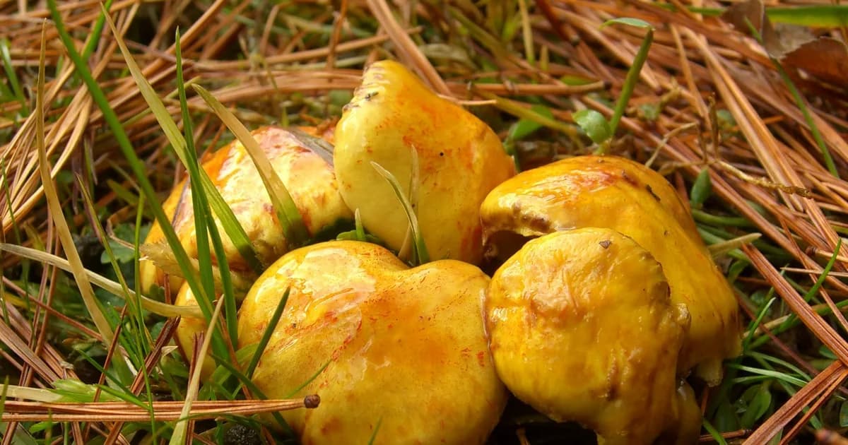 Chicken Fat Bolete (Suillus americanus) in Pennsylvania habitat