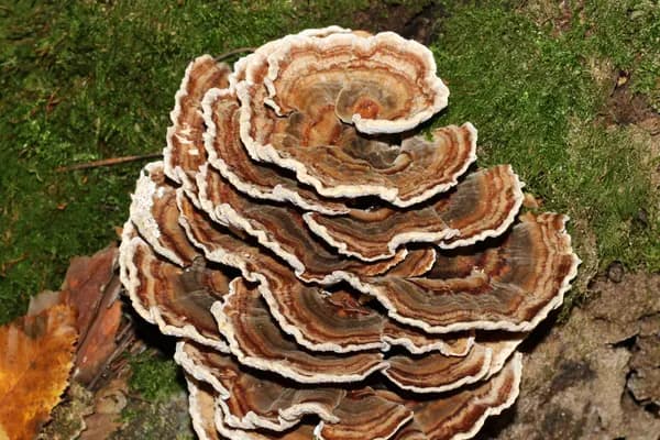 Turkey Tail (Trametes versicolor) in Pennsylvania habitat
