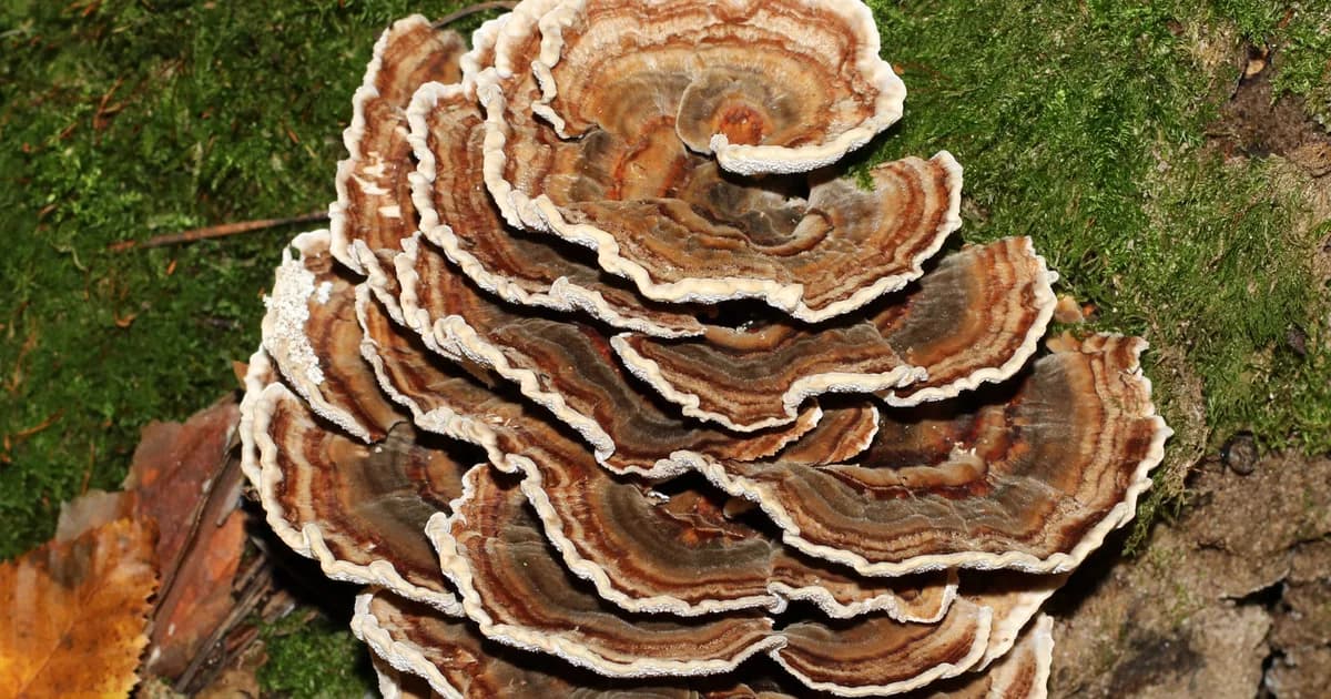 Turkey Tail (Trametes versicolor) in Pennsylvania habitat