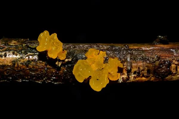 Witch's Butter (Tremella mesenterica) in New Jersey habitat