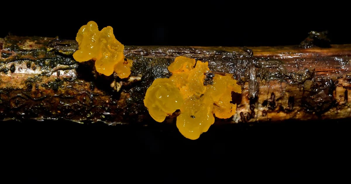 Witch's Butter (Tremella mesenterica) in Pennsylvania habitat