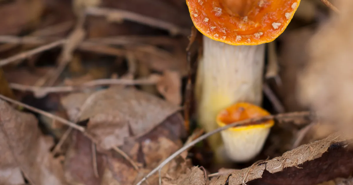 Scaly Vase Chanterelle (Turbinellus floccosus) in Arizona habitat