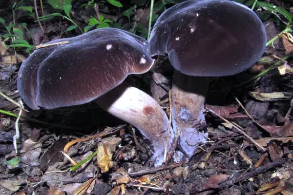 Black Velvet Bolete (Tylopilus alboater) in Arkansas habitat