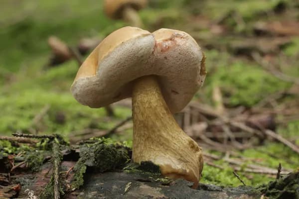 Bitter Bolete (Tylopilus felleus) in Pennsylvania habitat