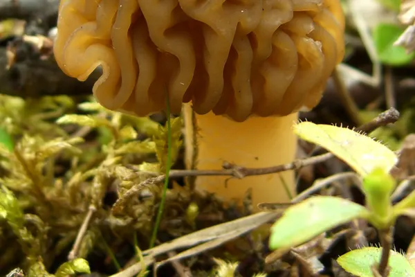 Early False Morel (Verpa bohemica) in New Hampshire habitat