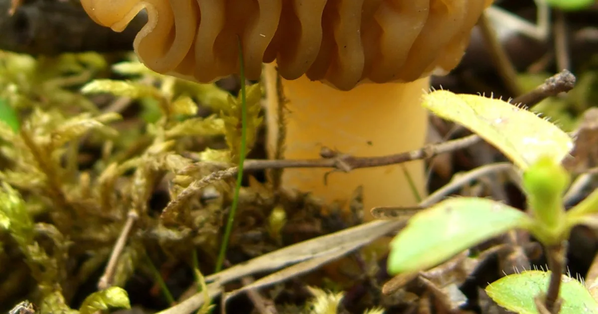 Early False Morel (Verpa bohemica) in Connecticut habitat