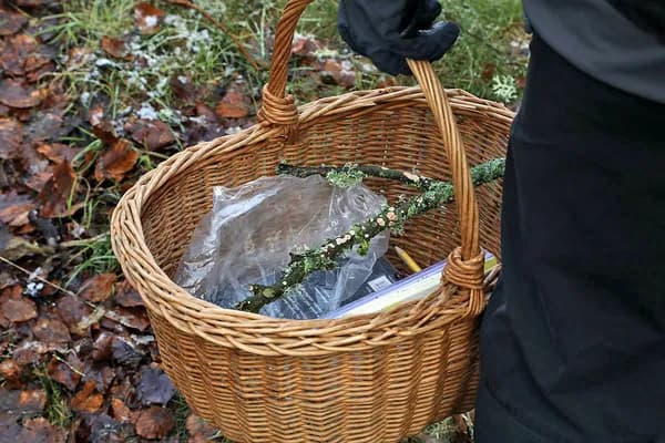 New Hampshire Weeping Milkcap