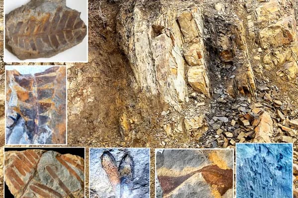 Fossil Hunting preview