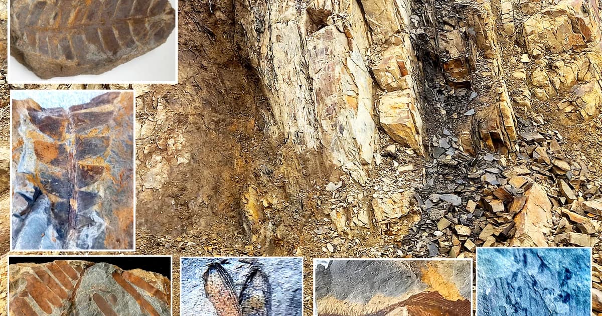 Idaho Ammonite fossil specimen