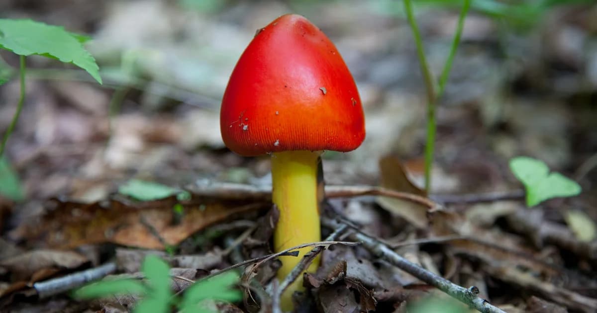 Death Cap (Amanita phalloides) in Oregon habitat