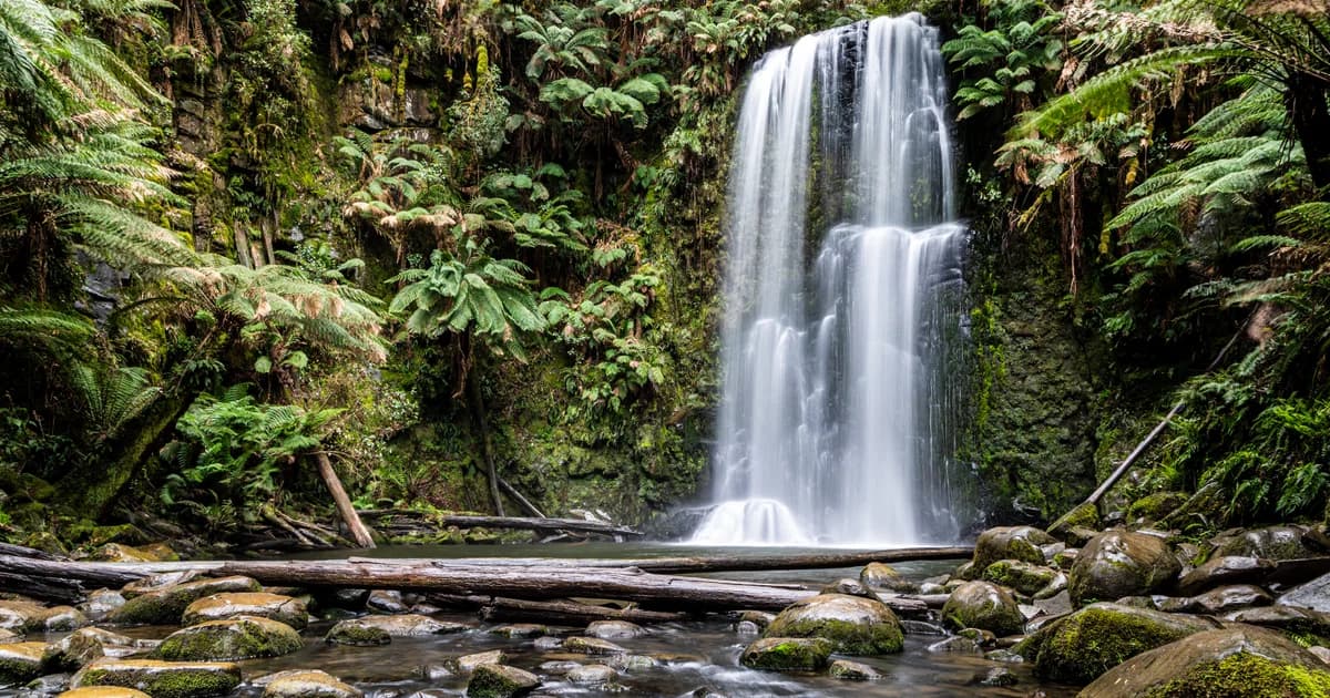 National Forest in Nevada