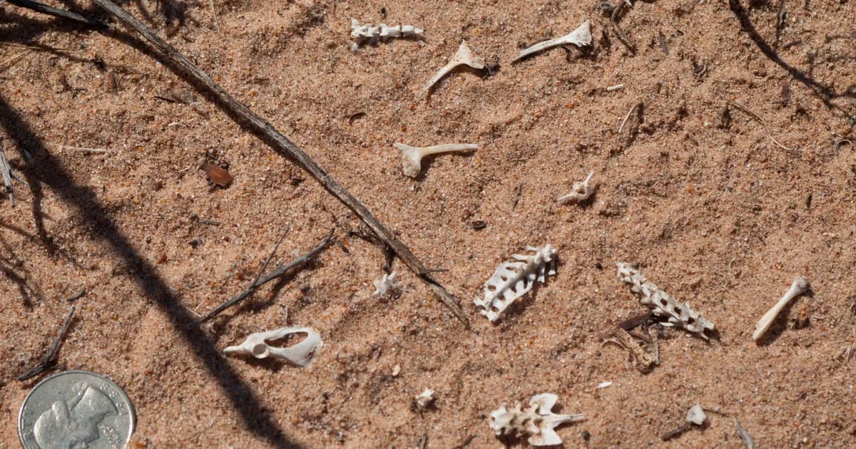 Petrified Forest National Park trail overview