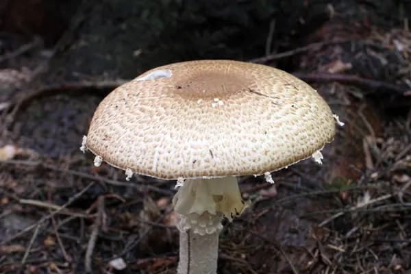 Prince (Agaricus augustus) in Idaho habitat