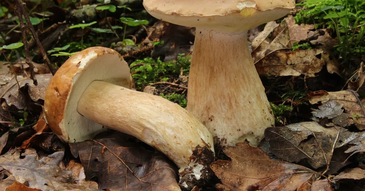 King Bolete (Boletus edulis) in Idaho habitat