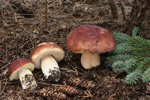 Rocky Mountain King Bolete (Boletus rubriceps) in Arizona habitat