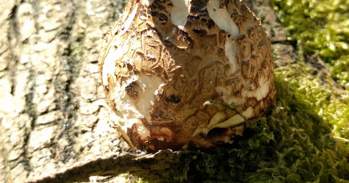 Dryad's Saddle (Cerioporus squamosus) in Illinois habitat