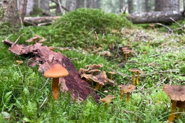 Deadly Webcap (Cortinarius rubellus) in Idaho habitat