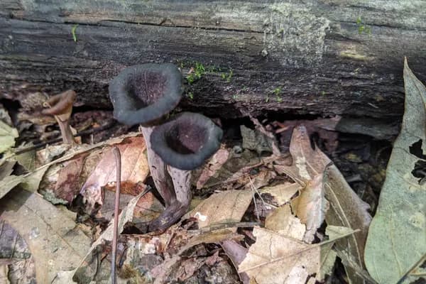 Black Trumpet (Craterellus fallax) in Alabama habitat
