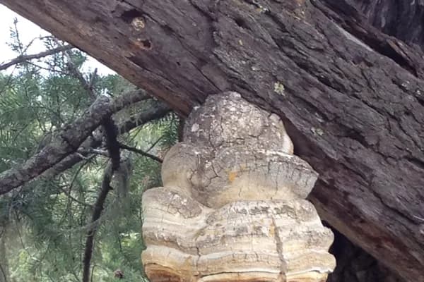 Agarikon (Fomitopsis officinalis) in Idaho habitat