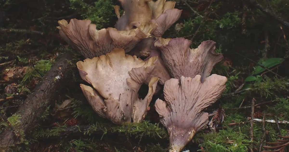 Pig's Ear (Gomphus clavatus) in Idaho habitat