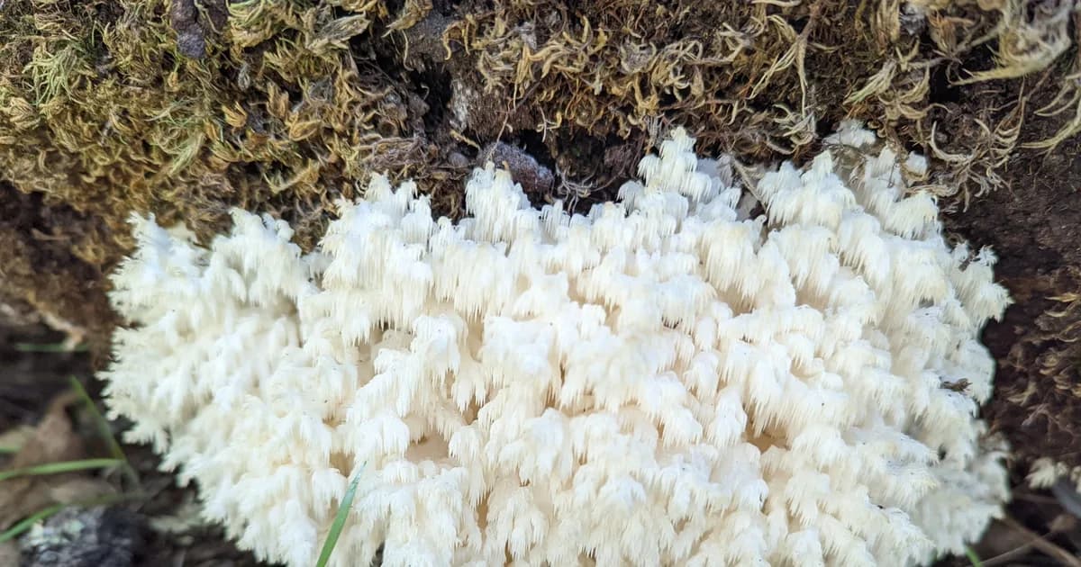 Coral Tooth (Hericium coralloides) in Idaho habitat