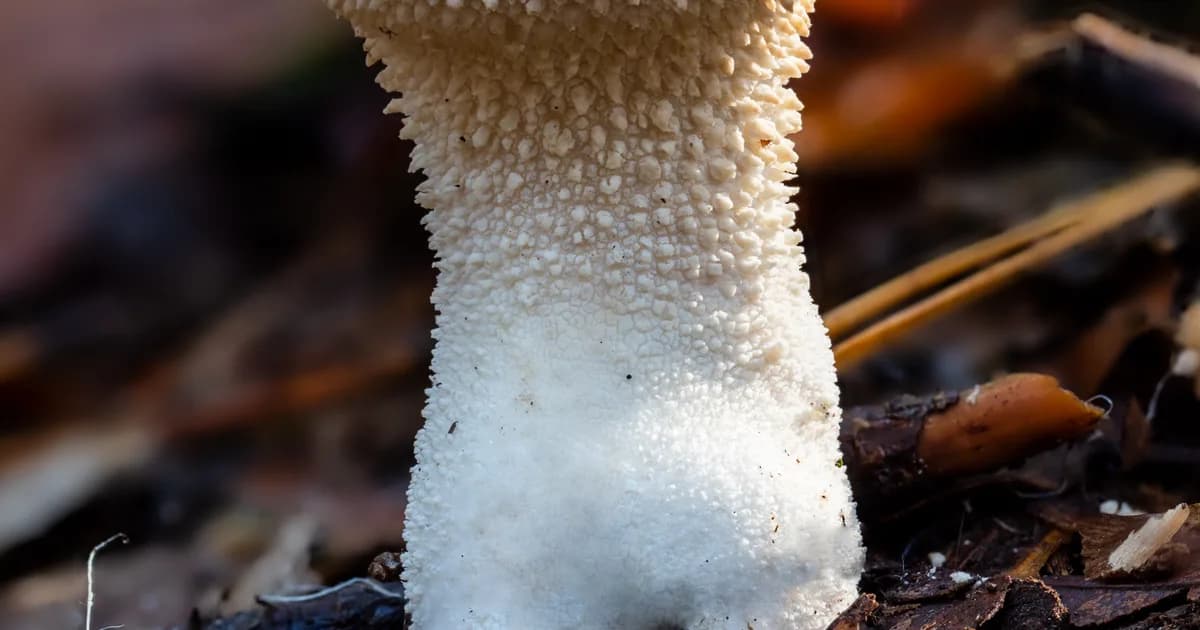 Gem-Studded Puffball (Lycoperdon perlatum) in Idaho habitat