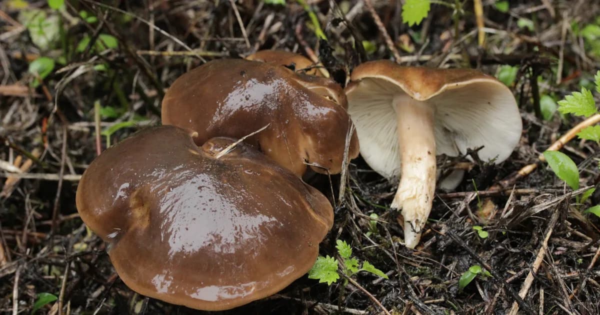 Fried Chicken Mushroom (Lyophyllum decastes) in Idaho habitat
