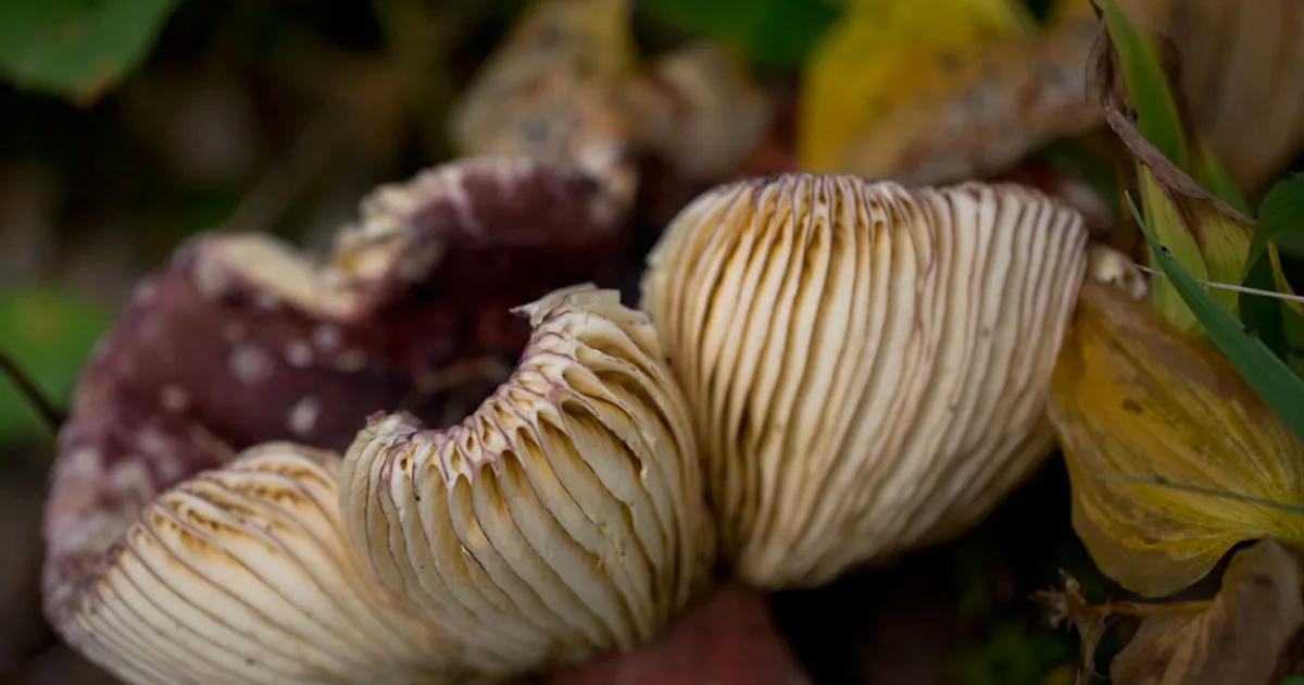 Shrimp Russula (Russula xerampelina) in Idaho habitat