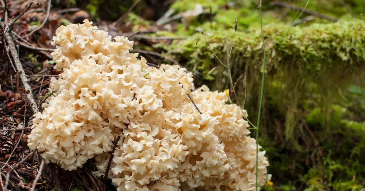 Cauliflower Mushroom (Sparassis radicata) in Idaho habitat